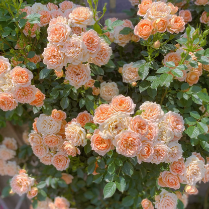 Elegant Climbing Rose Flower Seeds